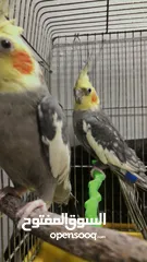 8 جوز كوكتيل للبيع بسعر حرق للتوصل