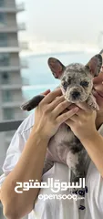  2 Adorable French Bulldog Puppy weeks