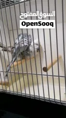  2 للبيع زوج بادجي انجليزي فل انجلش حجم جامبو