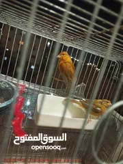  3 جوزين كنار للبيع  ما شاء الله عليهم شغالات بصلاة على النبي