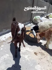  4 ثلاث سخال للبيع