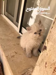  16 قطط كان هملايا بلو وهملايا اورنج عمر45 يوم