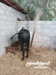  1 للببيع ثيران