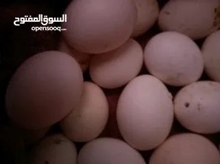 3 بيض فيومي مخصب