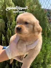  7 جولدن ريتريفر Golden retriever