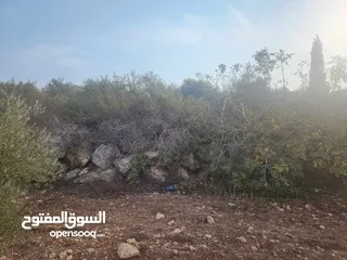  4 حصة 700 متر بالمسقوفة