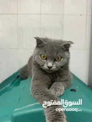  2 Scottish fold female