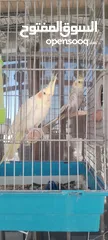  1 كوكتيل جوز للبيع