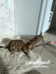  2 Bengal kittens