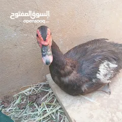  2 طيور بط للبيع