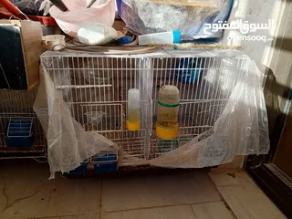  6 جوز وذكر جنة جامبو وذكر هوجو