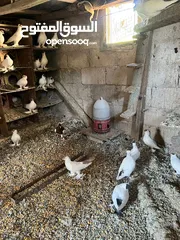  8 جواز بلونيات وجواز يهوديات