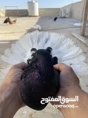  16 كوم حمام للبيع