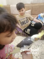  2 طيور كوكتيل