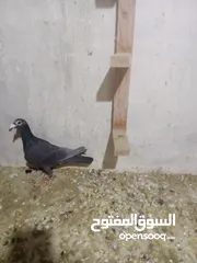  1 طيور حمام للبيع