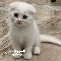  1 قطط سكوتش فولد