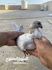  10 كوم حمام للبيع