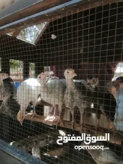  10 اقرأ الوصف صوص بلدي بلدي عالاصول وصوص حبش اصول اصول