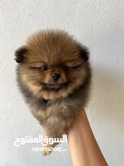  4 Pomeranian, 3 months كلب بوميرانيان ذكر عالي الجودة، عمره ثلاثة أشهر.