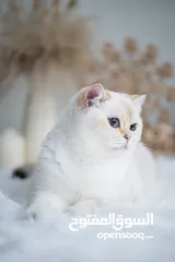  16 Scottish British shorthair longhair kittens British shorthair Scottish fold kittens Scottish