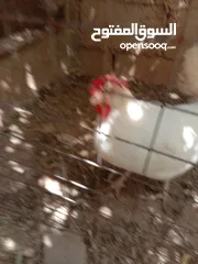  3 دجاج بلدي للبيع