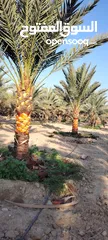  7 أشجار نخيل للبيع