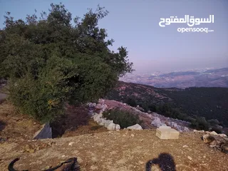  29 ارض للبيع مساحة4300م وعلى الواقع 12دونم تصلح بيت ريفي شاليه ارض زراعيه ويوجد فيها بيت قيد الانشاء