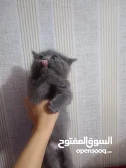  6 انثى بريتيش 50 يوم للبيع