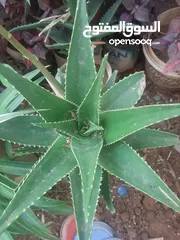  18 زريعه زينه للبيع