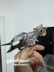  7 ‏فراخ طيور كوكتيل