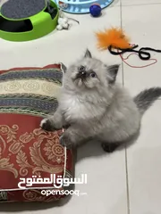  1 هملايا بيور شوكليت