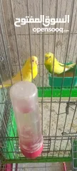  10 جواز حب شغاله