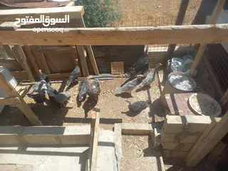  3 بسم الله ماشاء الله متوفر فراخ حبش عمر 4 شهور 4 حبات لون ازرق و7 حبات لون أسود للاسفسار ع الرقم 0775