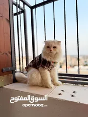  11 قط سكوتش فولد مميز منزلي اليف وسعره مناسب خالي من اي امراض او مشاكل صحية
