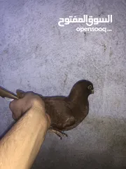  3 جوزين حمام للبيع