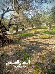  1 القبة الذهبية  شارع بلعا-دير الغصون