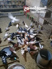  1 حمام مشكل للبيع