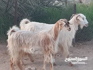  5 هوش من حلال الجواميد الضخم ووحدة تحتها صخلة