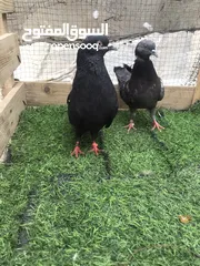  4 طيور للبيع اقرا الوصف