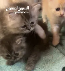  4 Peaky face cute kittens