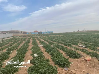  4 ارض زراعية في بلعما للبيع مساحتها 3500 متر