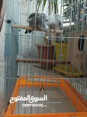  9 جوز كوكتيل وايت فيس للبيع او للبدل على جوز لاتينو