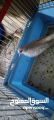  1 البيع طيره حمام ماسه صحه ونضافه جاهز