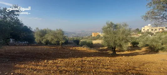  4 قطعة أرض مرتفعة ذات إطلالة رائعة ومزروعة بشجر زيتون بالكامل