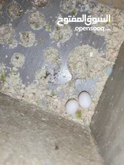  7 بادجي شغال للبيع  شوف الوصف