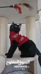  2 قطط كبيرة للتبني انواع مكس