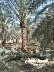  5 أشجار نخيل للبيع
