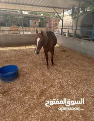  5 خيل عربيه للبيع