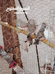  5 طيور جنه    27 حبه مخاليف