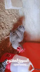  4 بيض جاج زينه